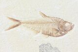 Double Diplomystus Fossil Fish Plate - Wyoming #84223-2